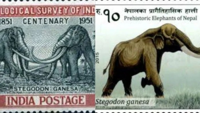भारत ही नहीं पूरे दक्षिण एशिया में घूमते थे विशाल हाथी, 140 किलो तक भारी होते थे दाँत: स्टेगोडॉन गणेश के बारे में जानिए सबकुछ